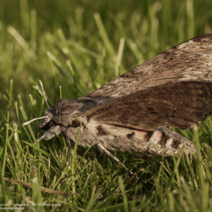 Zawisak powojowiec, Agrius convolvuli, The hawkmoth, Der Windenschwärmer