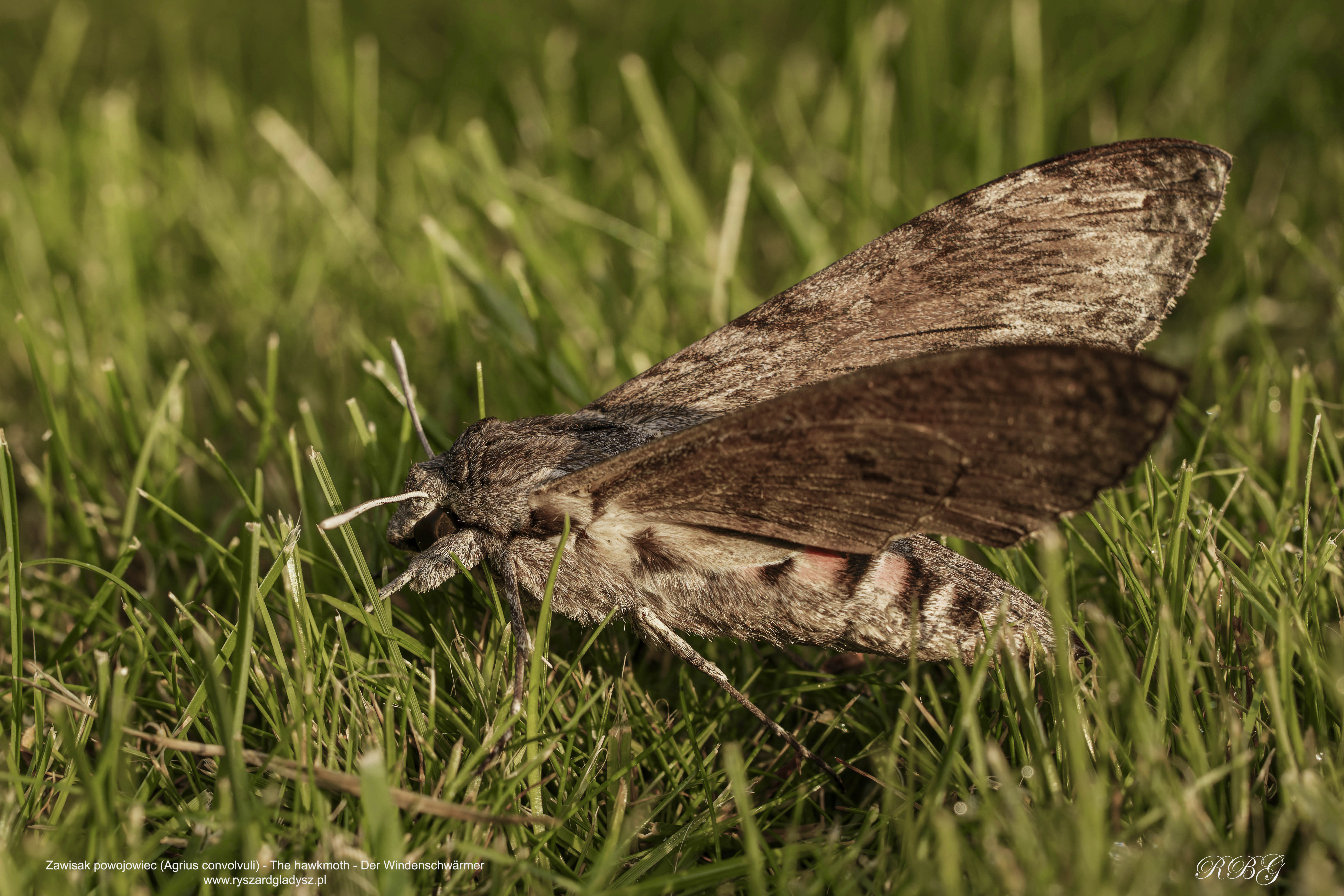 Zawisak powojowiec, Agrius convolvuli, The hawkmoth, Der Windenschwärmer