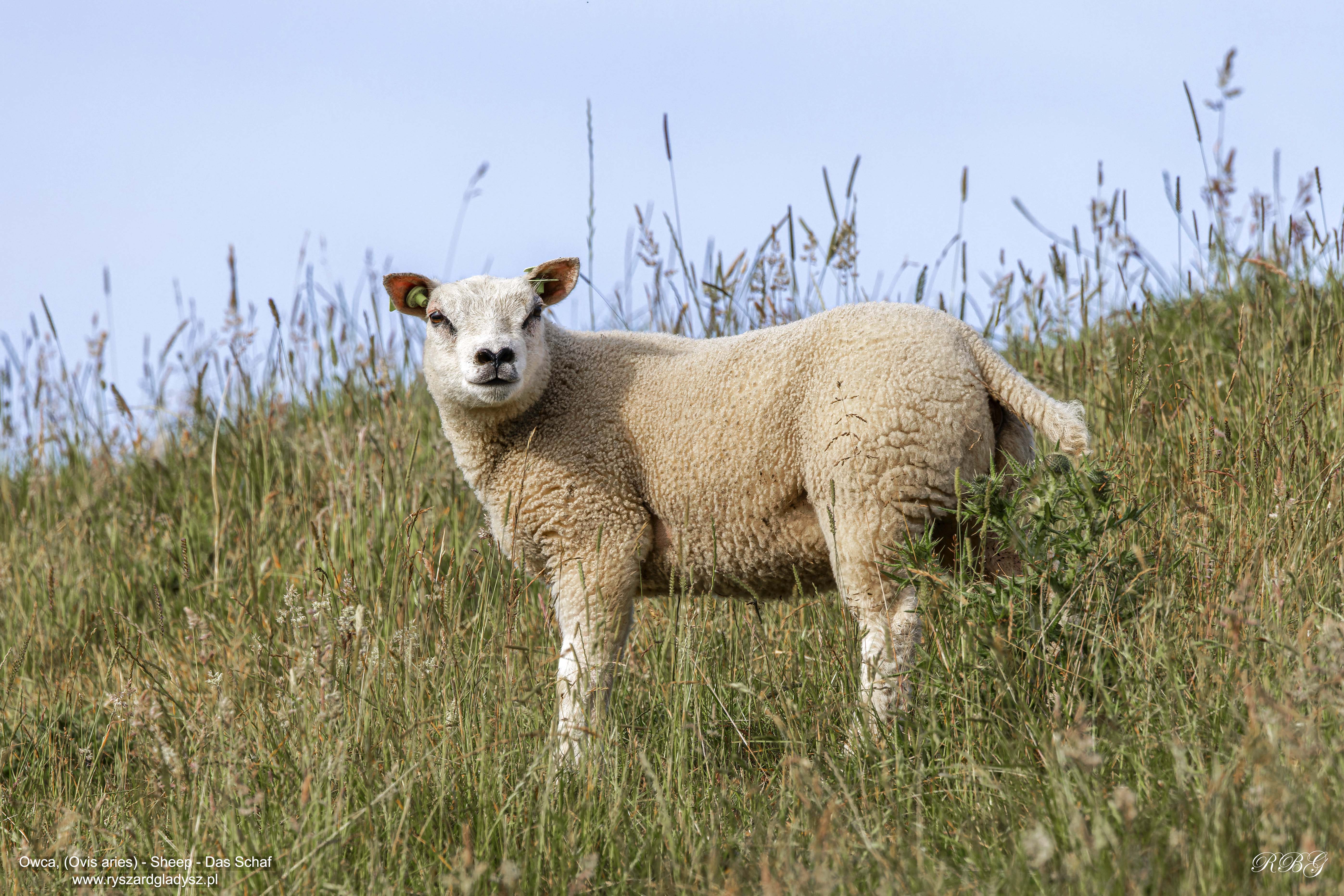 Owca, Ovis aries, Sheep, Das Schaf