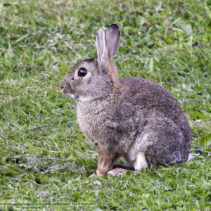 Królik europejski lub Królik dziki, Oryctolagus cuniculus, The European rabbit or coney, Das Wildkaninchen