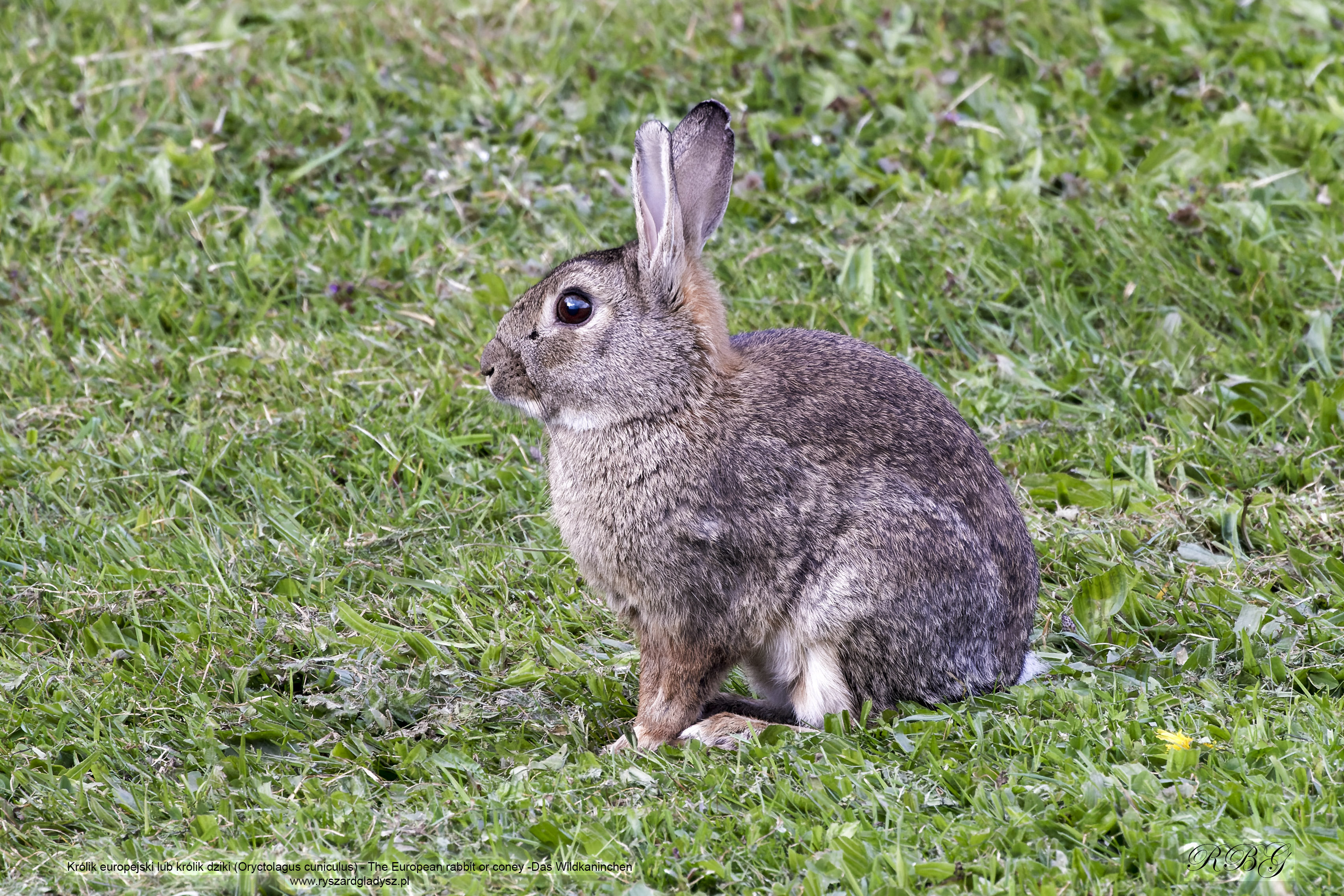 Królik europejski lub Królik dziki, Oryctolagus cuniculus, The European rabbit or coney, Das Wildkaninchen