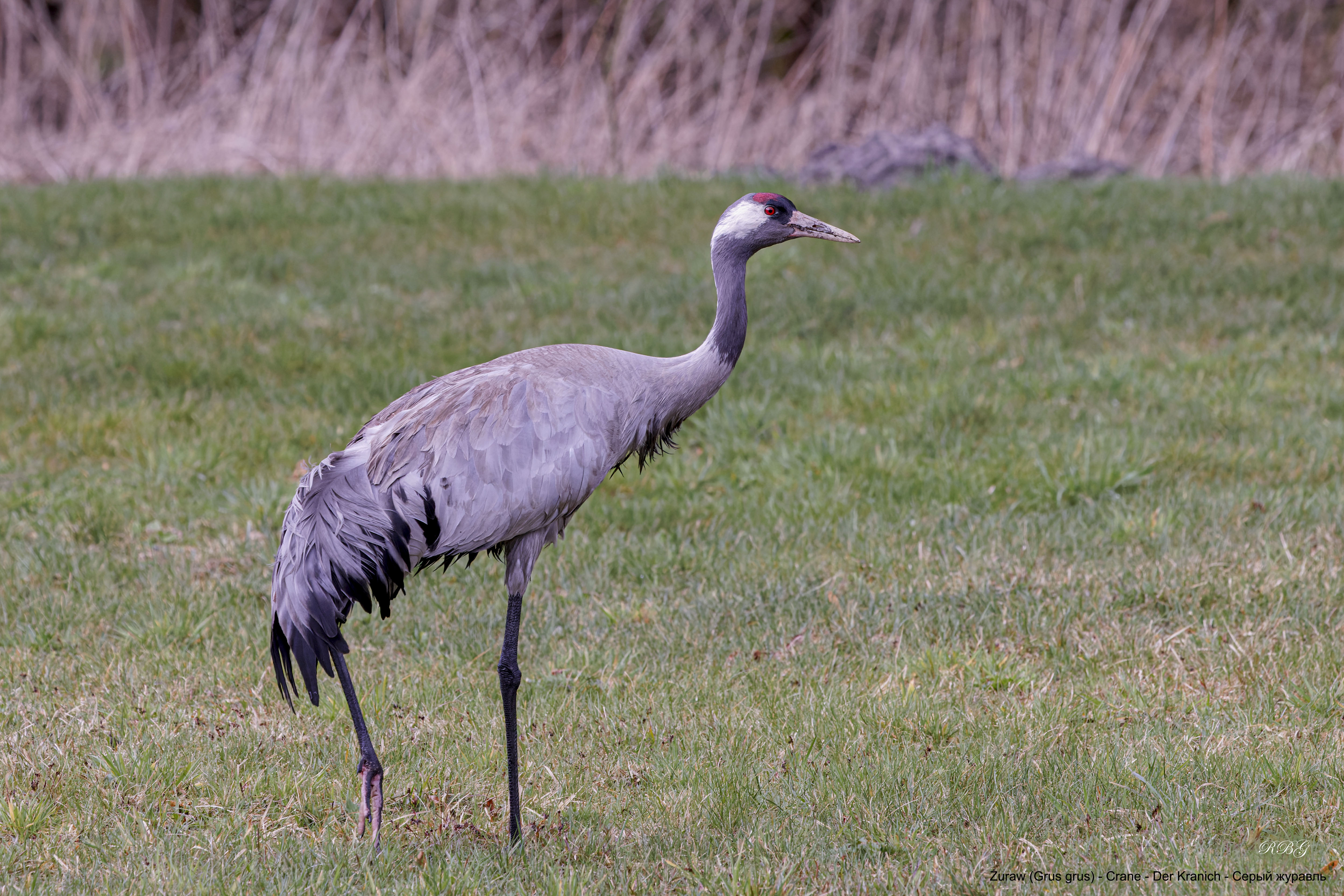 Żuraw, Grus grus, Crane, Der Kranich, Серый журавль