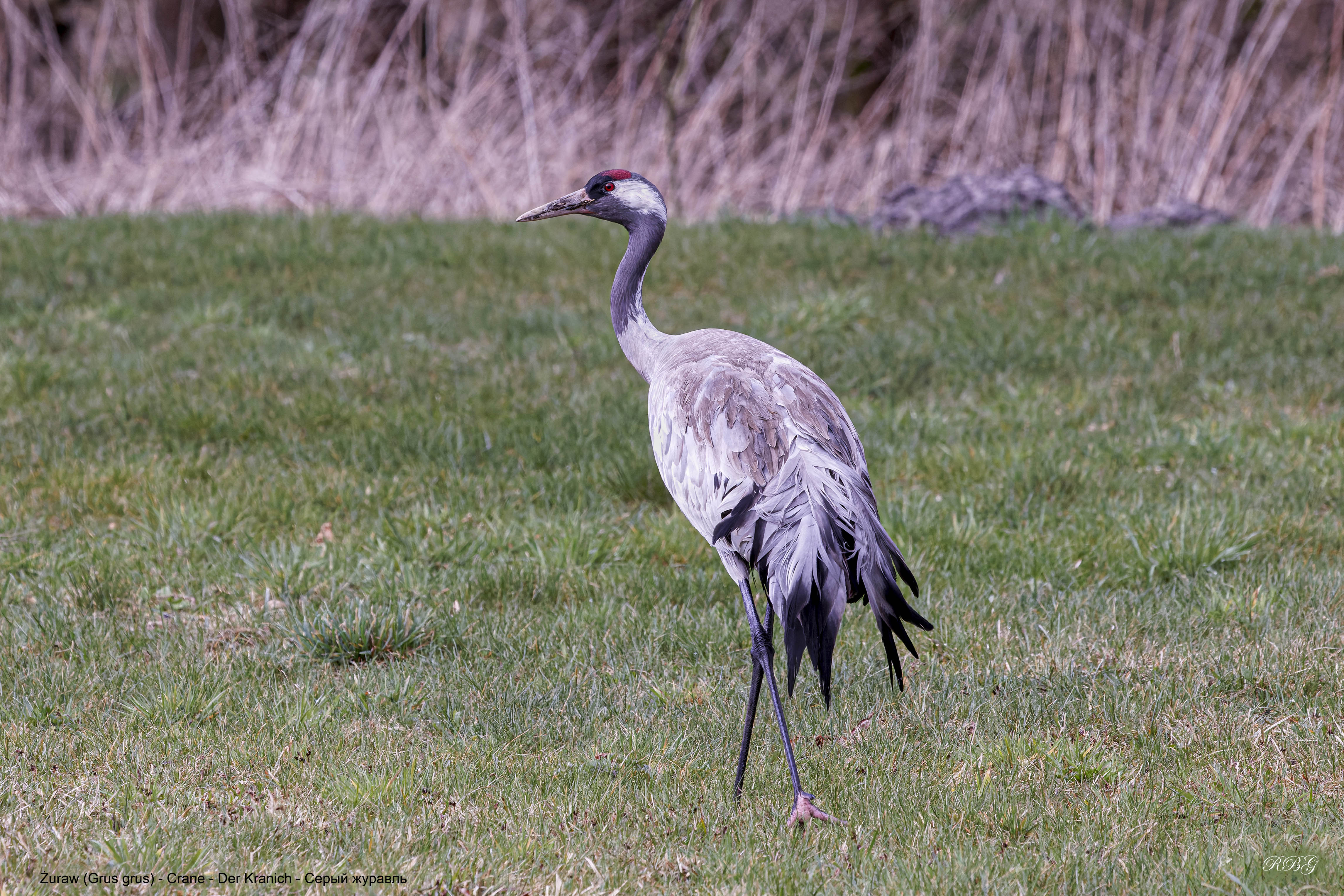 Żuraw, Grus grus, Crane, Der Kranich, Серый журавль