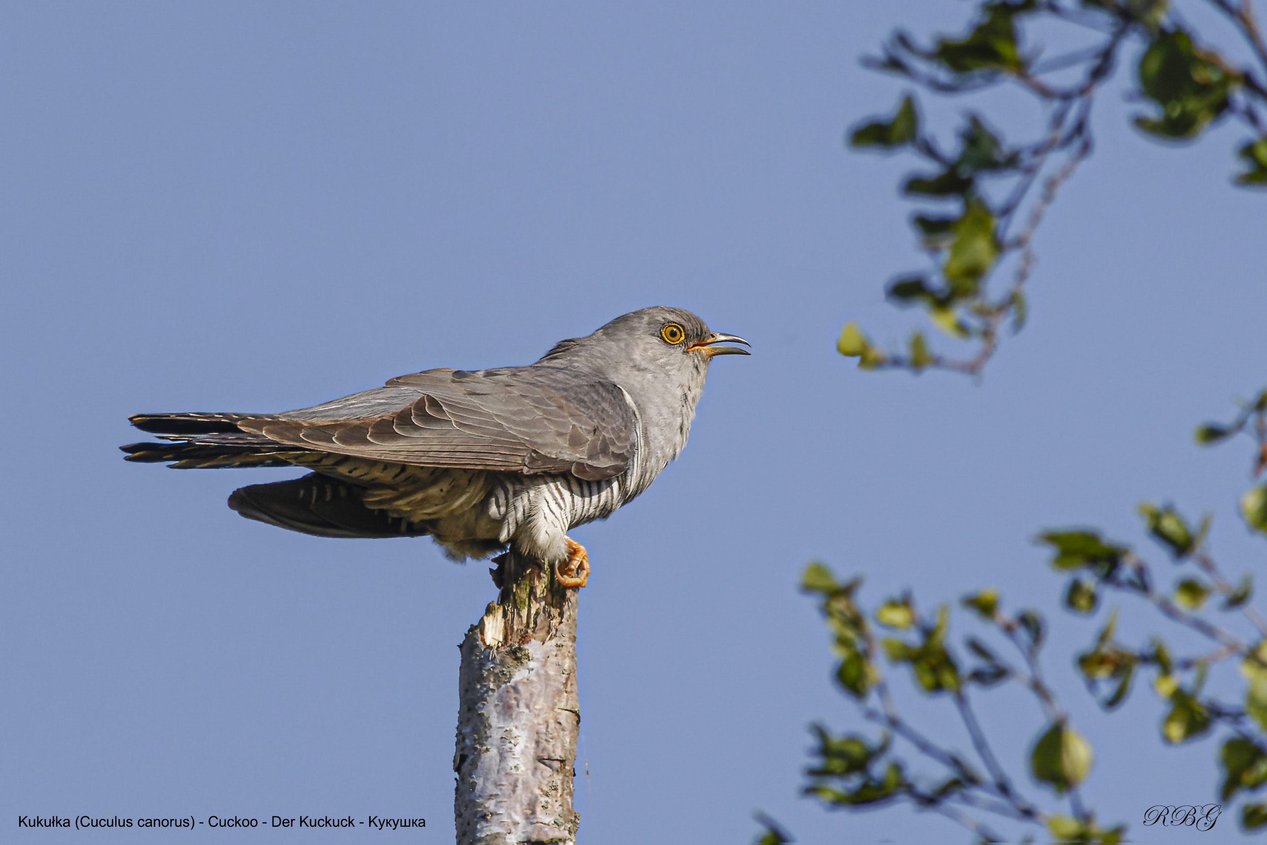 Kukułka, Cuculus canorus, Cuckoo, Der Kuckuck, Kукушка