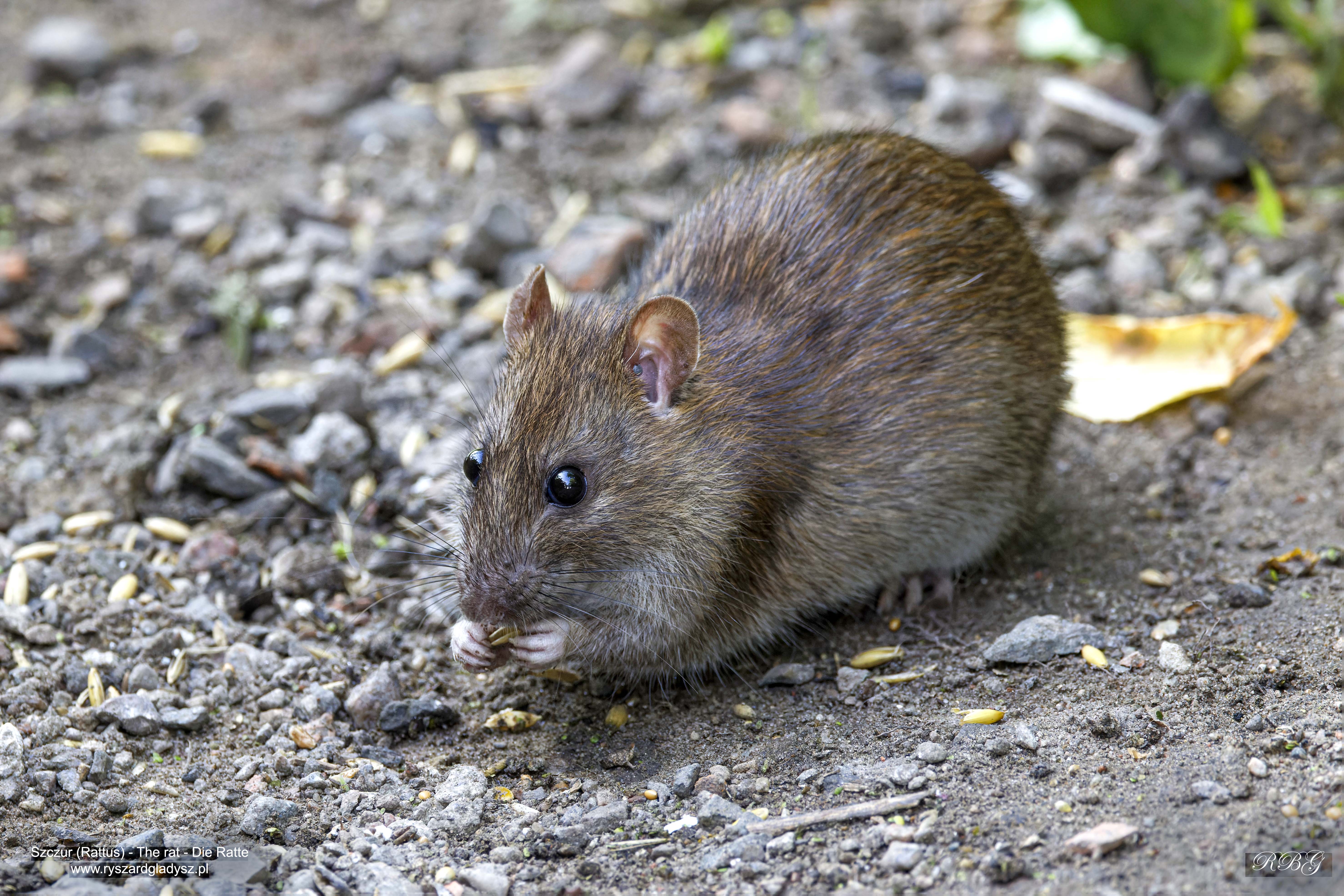 Szczur, Rattus, The rat, Die Ratte
