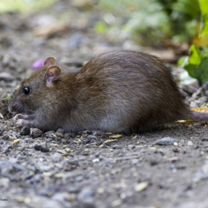 Szczur, Rattus, The rat, Die Ratte