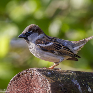 Wróbel domowy, House sparrow, Der Haussperling, Passer domesticus, Домовый воробей