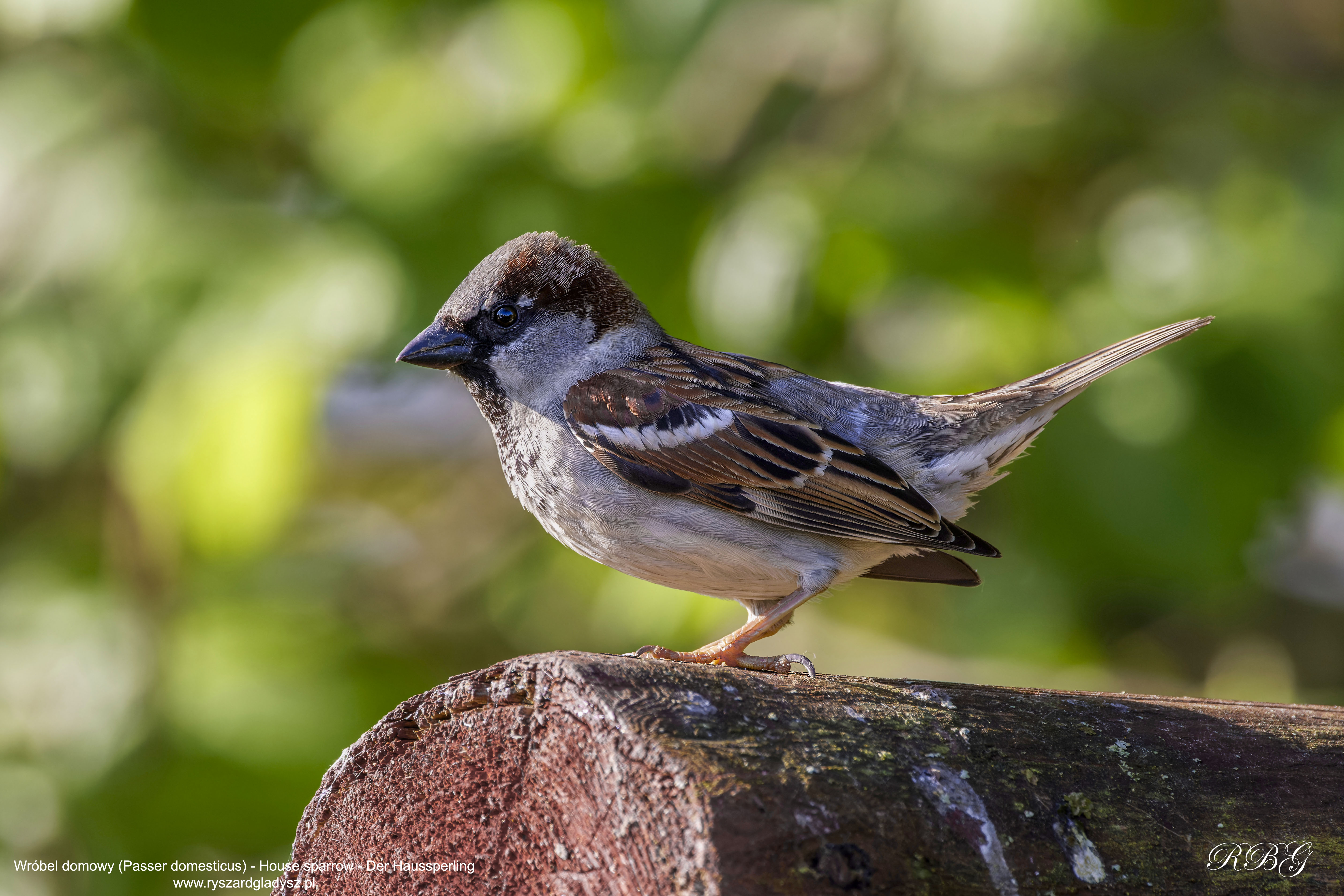 Wróbel domowy, House sparrow, Der Haussperling, Passer domesticus, Домовый воробей