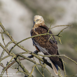 Kania ruda, Milvus milvus, Red kite, Der Rotmilan, Красный коршун