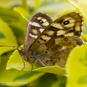 Osadnik egeria, Pararge aegeria, Speckled wood, Waldbrettspiel, Краеглазка эгерия