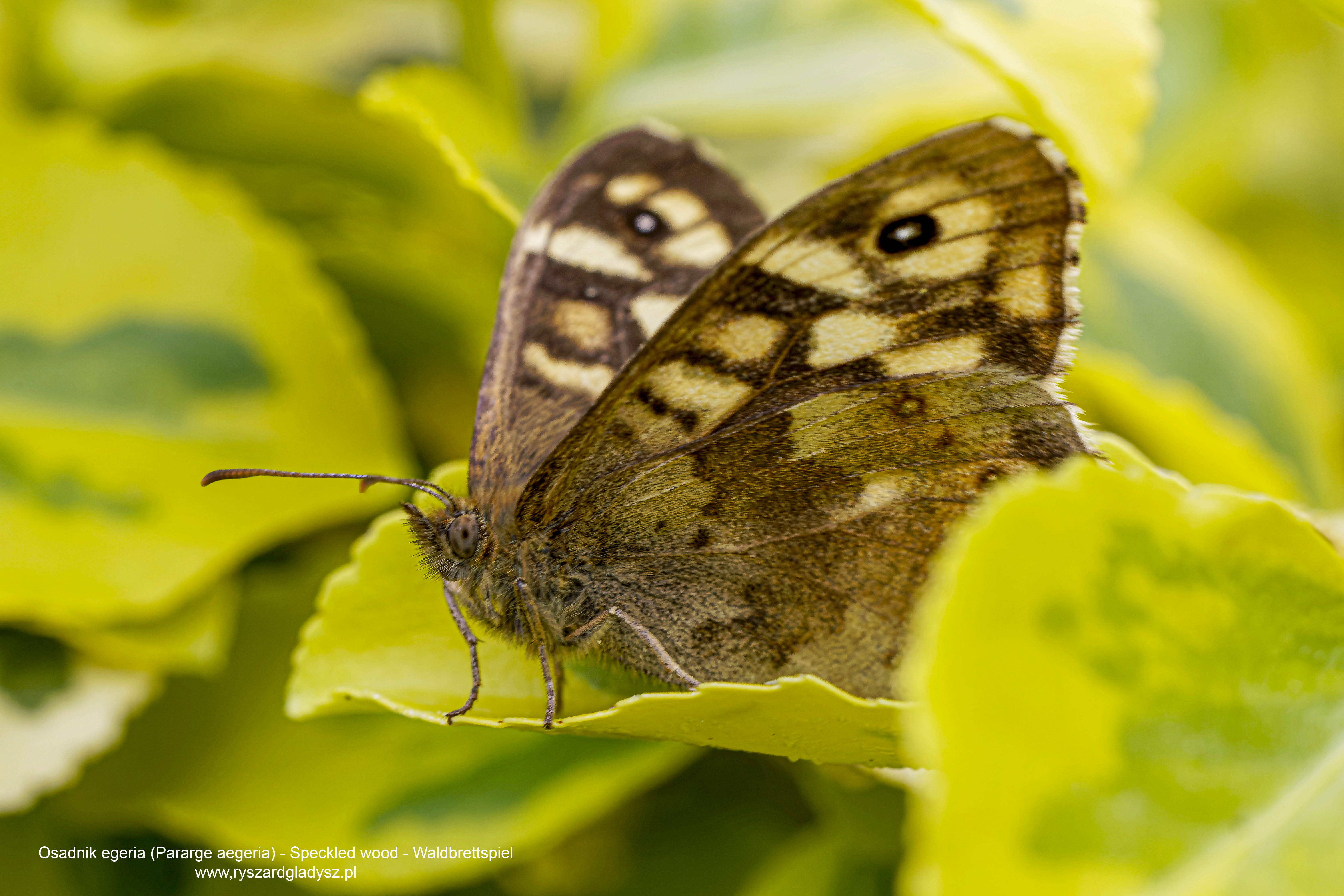 Osadnik egeria, Pararge aegeria, Speckled wood, Waldbrettspiel, Краеглазка эгерия
