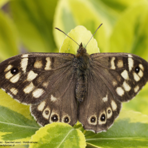 Osadnik egeria, Pararge aegeria, Speckled wood, Waldbrettspiel, Краеглазка эгерия