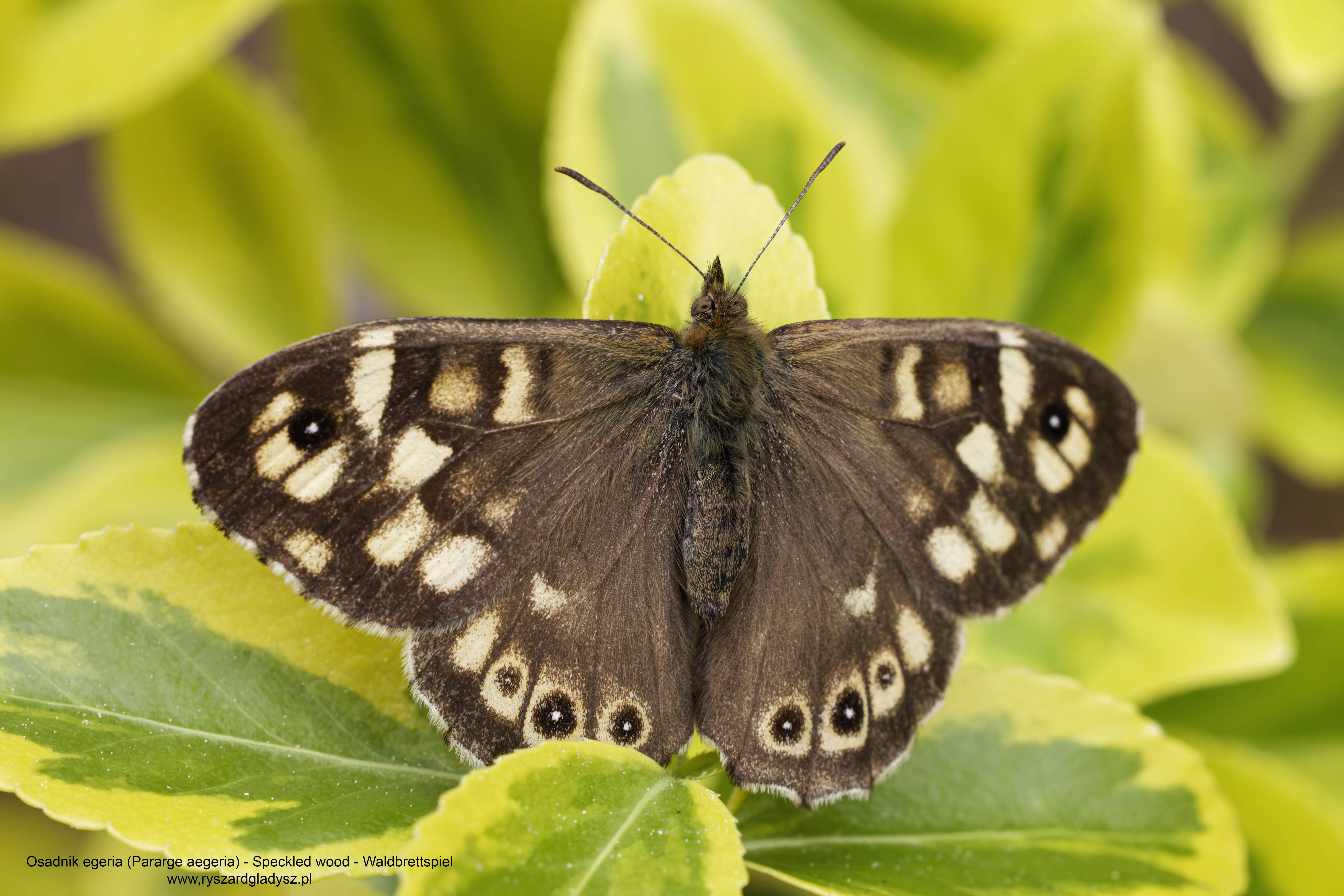 Osadnik egeria, Pararge aegeria, Speckled wood, Waldbrettspiel, Краеглазка эгерия