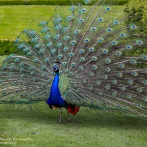 Der Blaue Pfau, Pavo cristatus, Paw, Peacock, Павлин