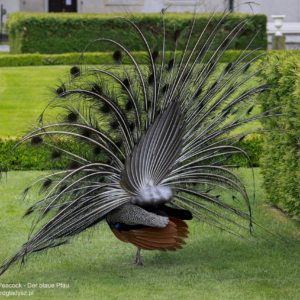 Der Blaue Pfau, Pavo cristatus, Paw, Peacock, Павлин