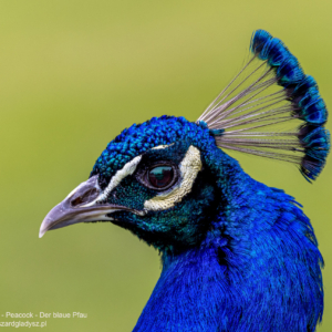 Der Blaue Pfau, Pavo cristatus, Paw, Peacock, Павлин