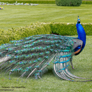 Der Blaue Pfau, Pavo cristatus, Paw, Peacock, Павлин