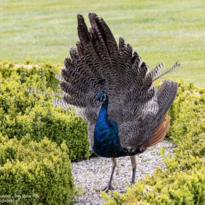 Der Blaue Pfau, Pavo cristatus, Paw, Peacock, Павлин