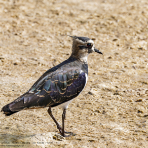 Czajka zwyczajna, Vanellus vanellus, Northern lapwing, Der Kiebitz, Чибис