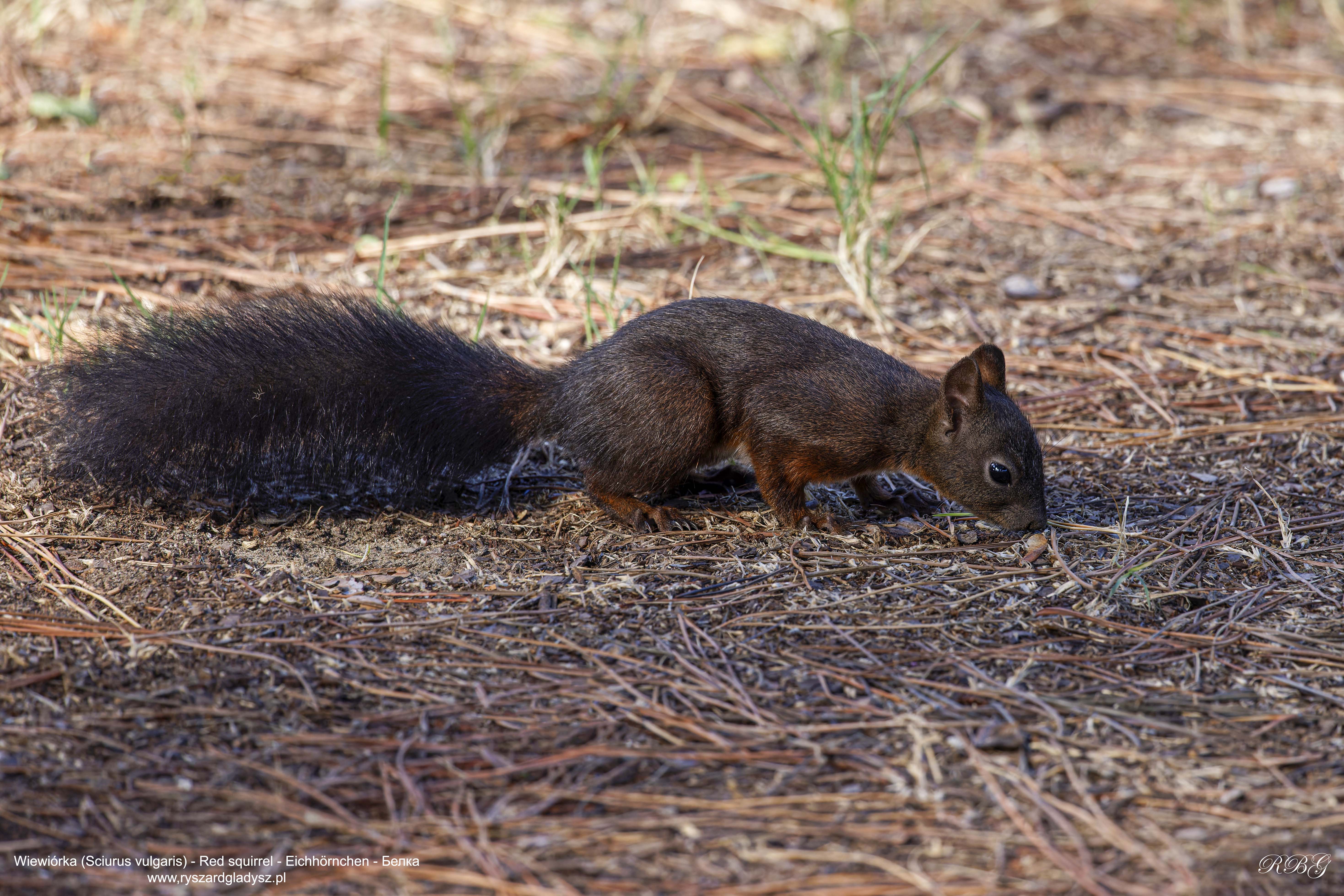 Wiewiórka, Sciurus vulgaris, Red squirrel, Eichhörnchen, Белка