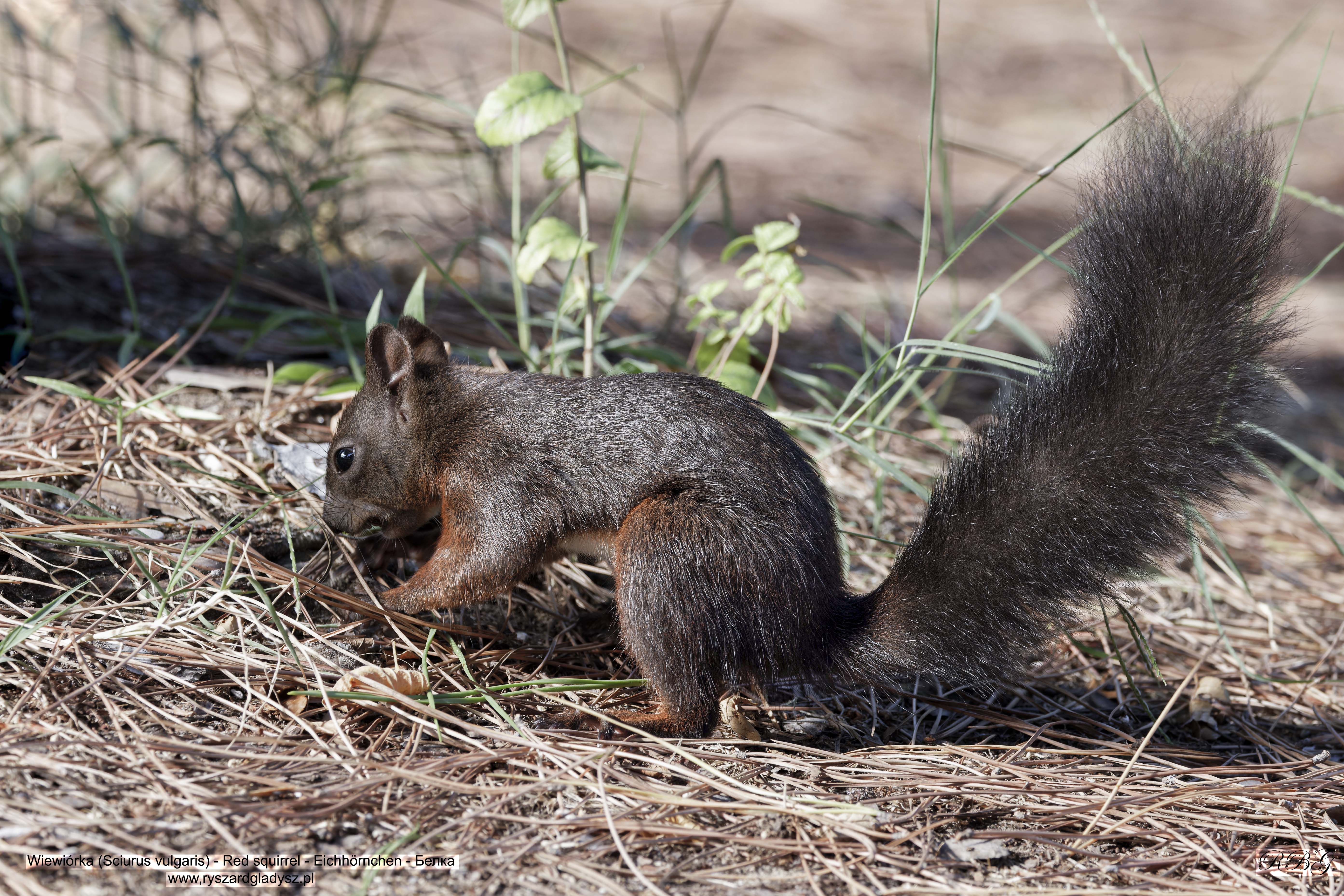 Wiewiórka, Sciurus vulgaris, Red squirrel, Eichhörnchen, Белка