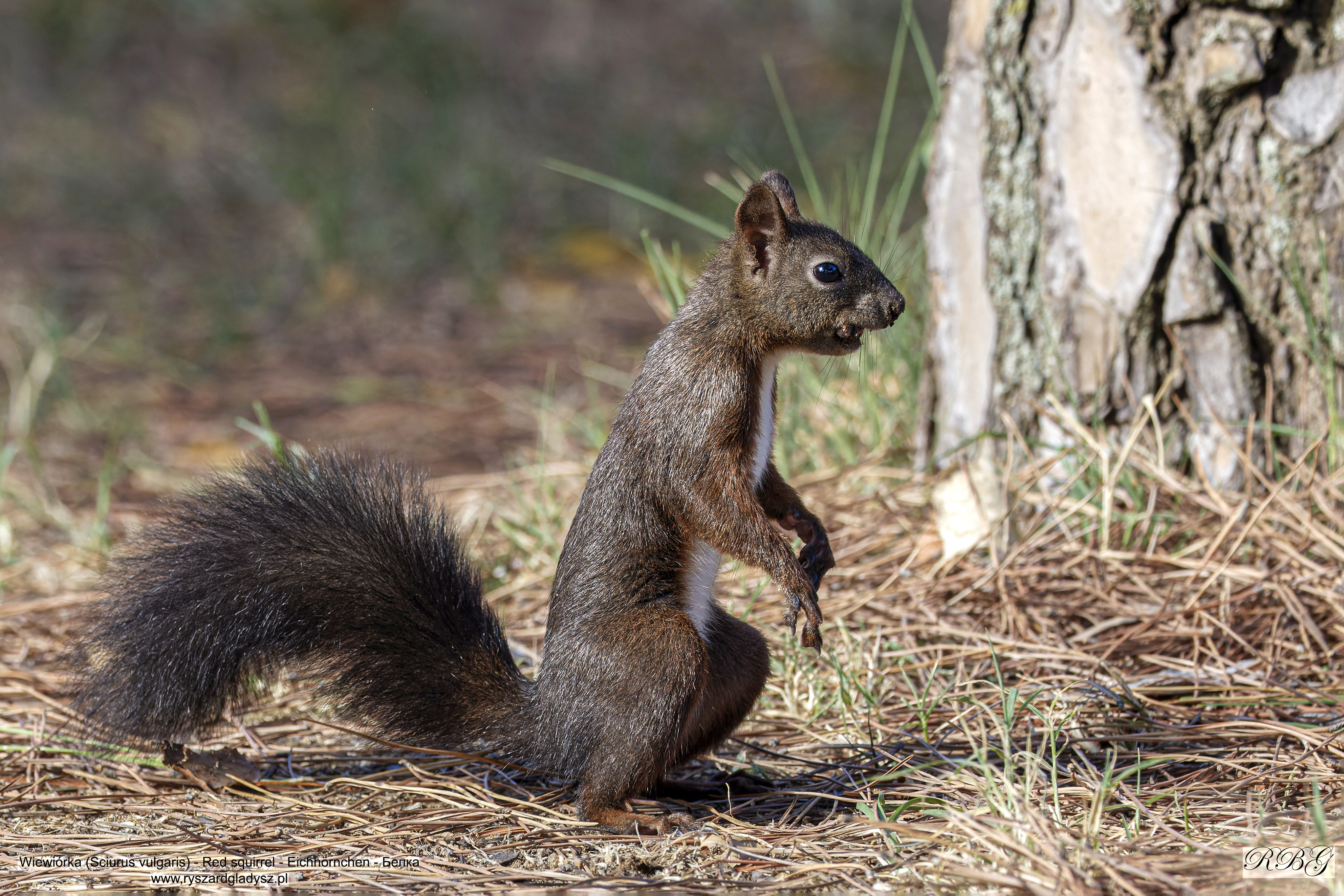 Wiewiórka, Sciurus vulgaris, Red squirrel, Eichhörnchen, Белка