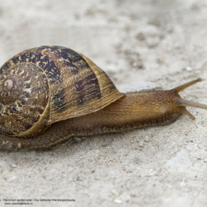 Ślimak szary, Cornu aspersum, The brown garden snail, Die Gefleckte Weinbergschnecke