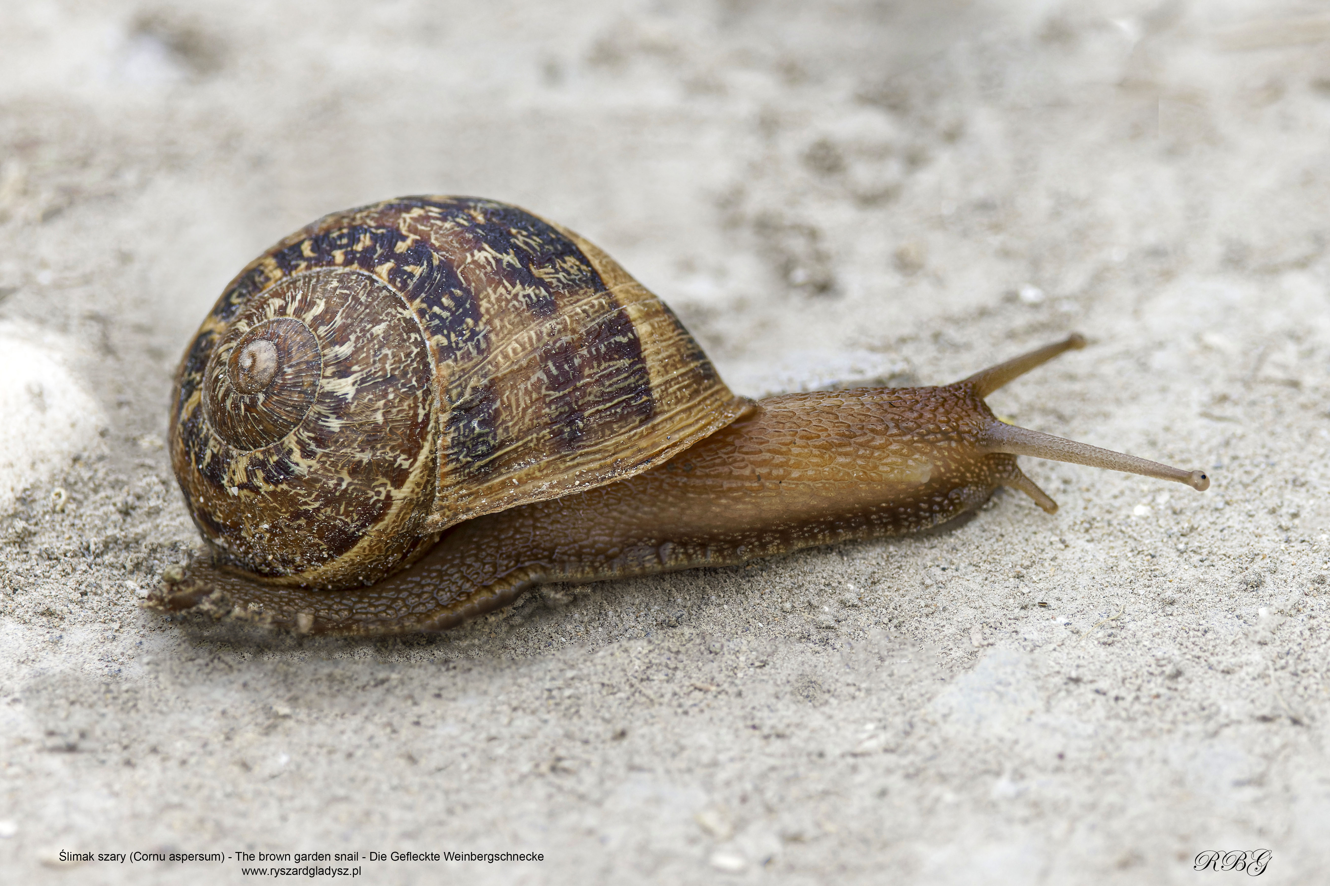 Ślimak szary, Cornu aspersum, The brown garden snail, Die Gefleckte Weinbergschnecke