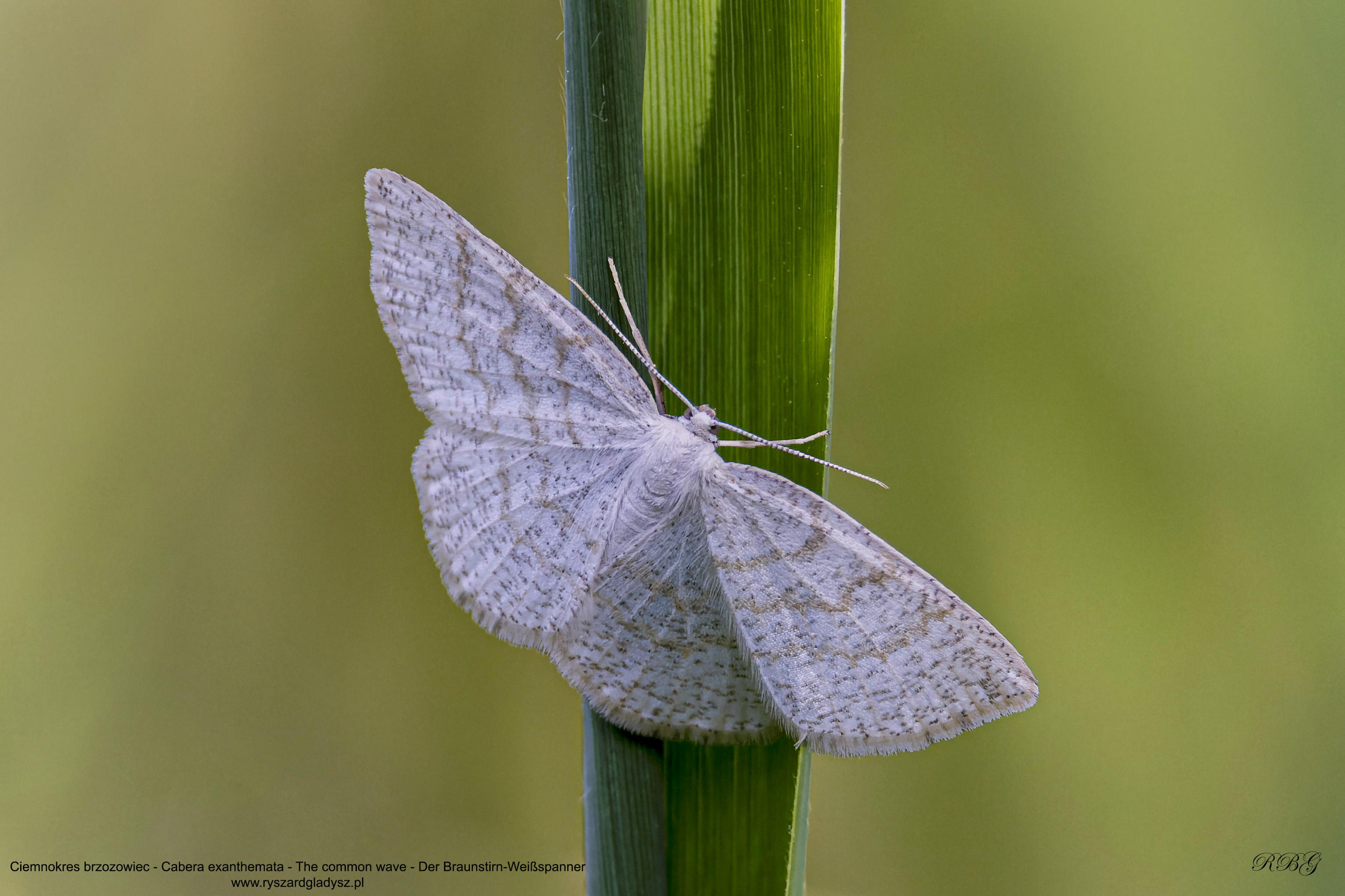 Ciemnokres brzozowiec, Cabera exanthemata, The common wave, Der Braunstirn-Weißspanner