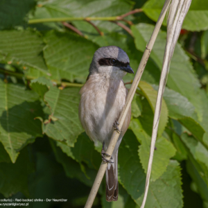 Dzierzba gąsiorek, Red-backed shrike, Der Neuntöter, Lanius collurio, Жулан