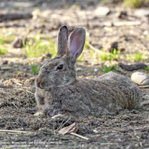 Zając szarak, Lepus europaeus, Brown hare, Der Feldhase, Заяц-русак