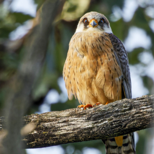 Kobczyk (zwyczajny), Falco vespertinus, The red-footed falcon, Der Rotfußfalke