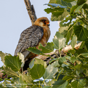 Kobczyk (zwyczajny), Falco vespertinus, The red-footed falcon, Der Rotfußfalke