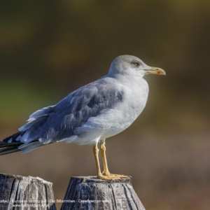 Mewa srebrzysta (Larus argentatus) - European herring gull - Die Silbermöwe - Серебристая чайка