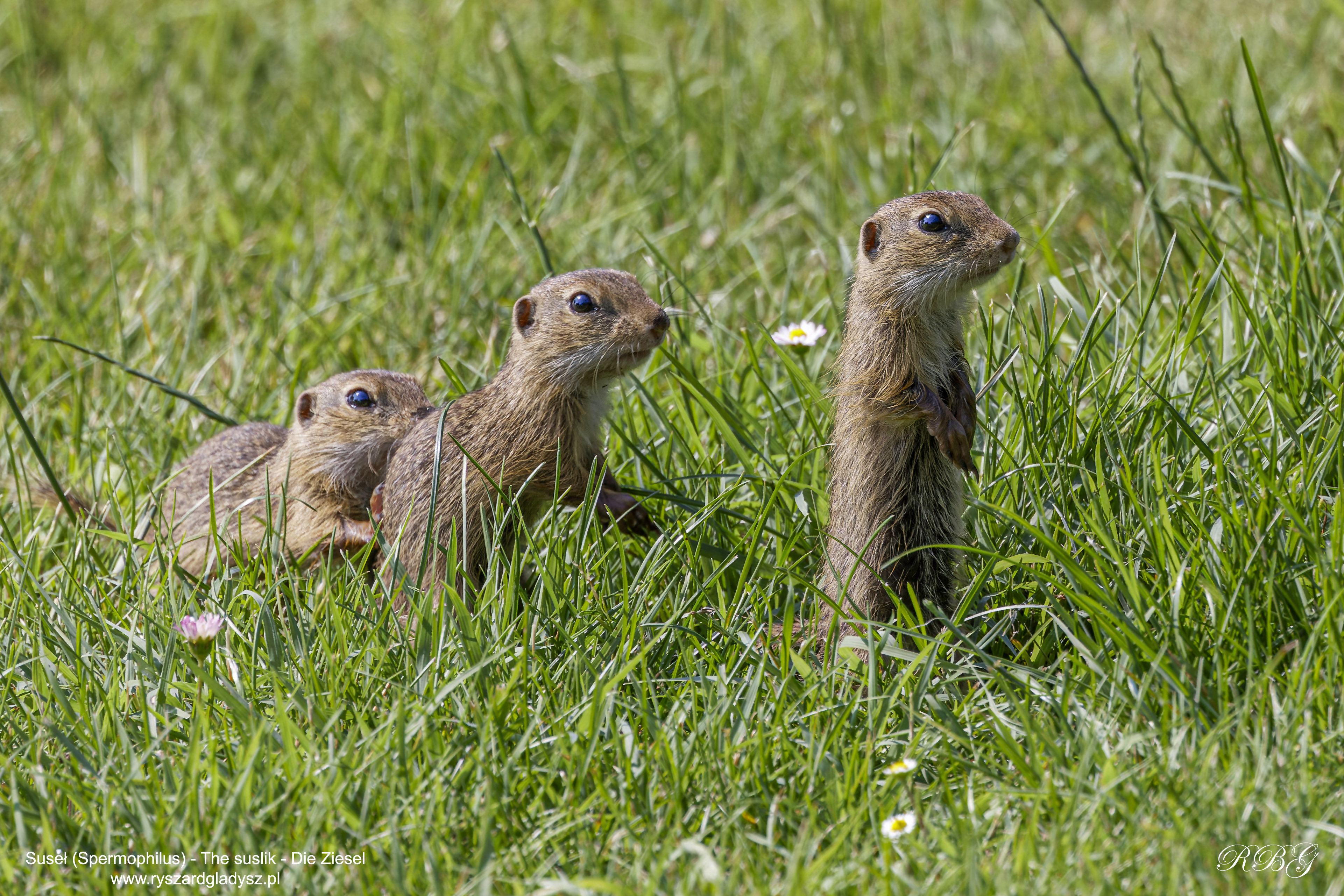Suseł, Spermophilus, The suslik, Die Ziesel