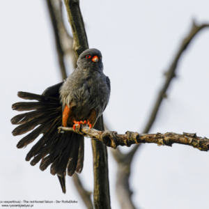 Kobczyk (zwyczajny), Falco vespertinus, The red-footed falcon, Der Rotfußfalke