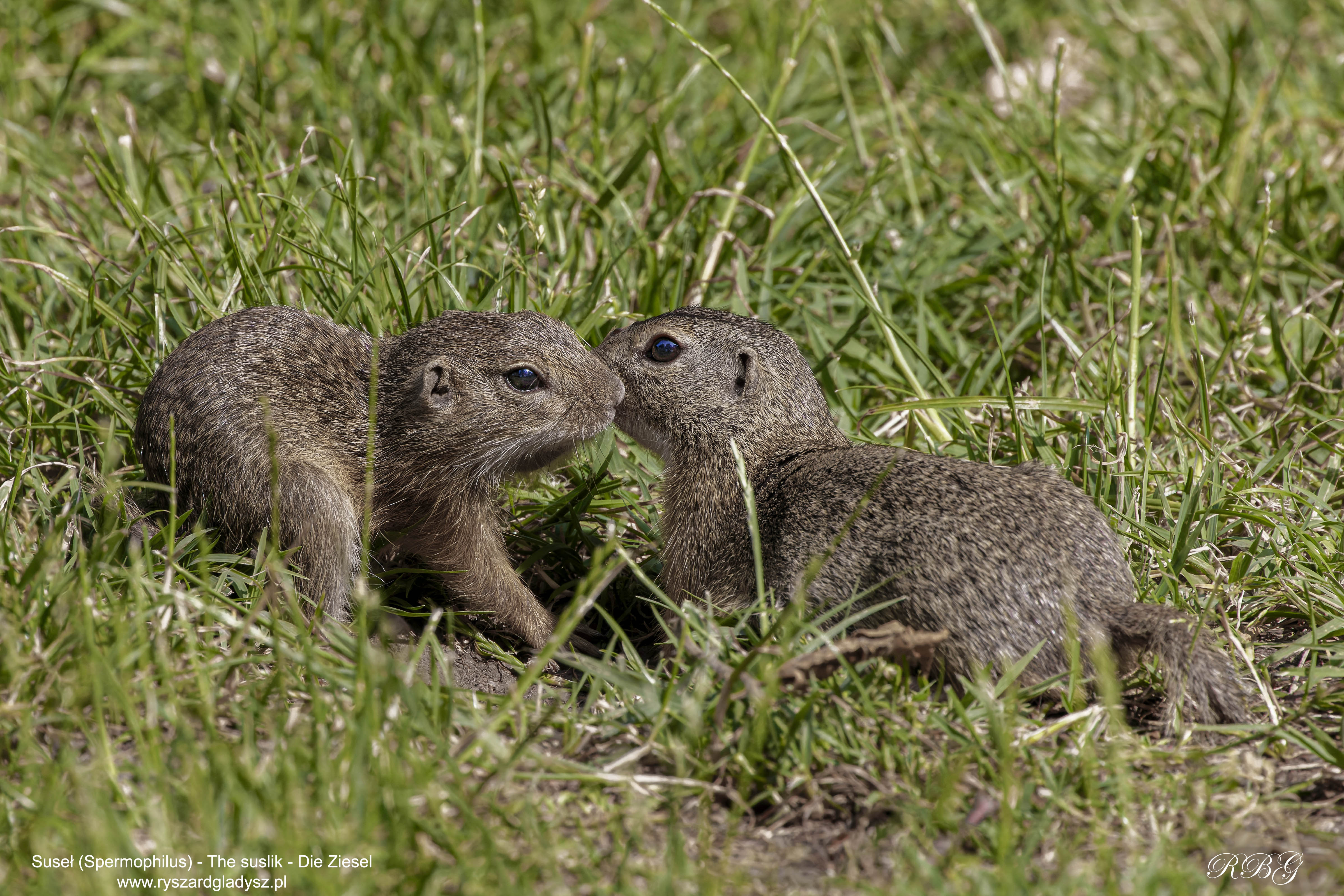 Suseł, Spermophilus, The suslik, Die Ziesel