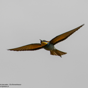 Żołna, Merops apiaster, The bee-eater, Die Bienenfresser