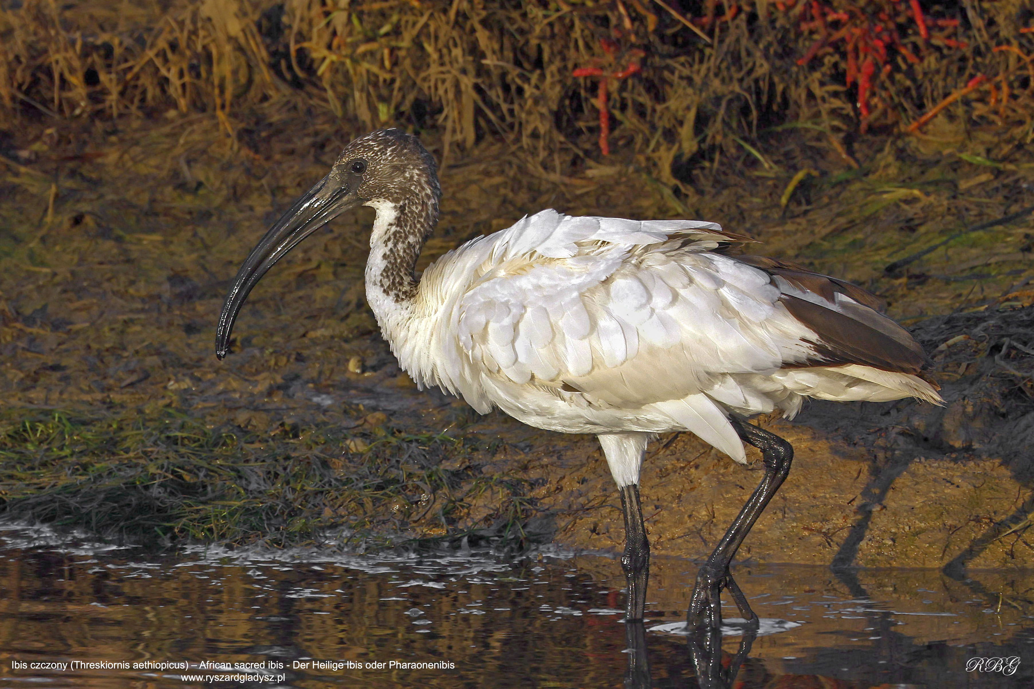 Ibis czczony, Threskiornis aethiopicus, African sacred ibis, Der Heilige Ibis oder Pharaonenibis