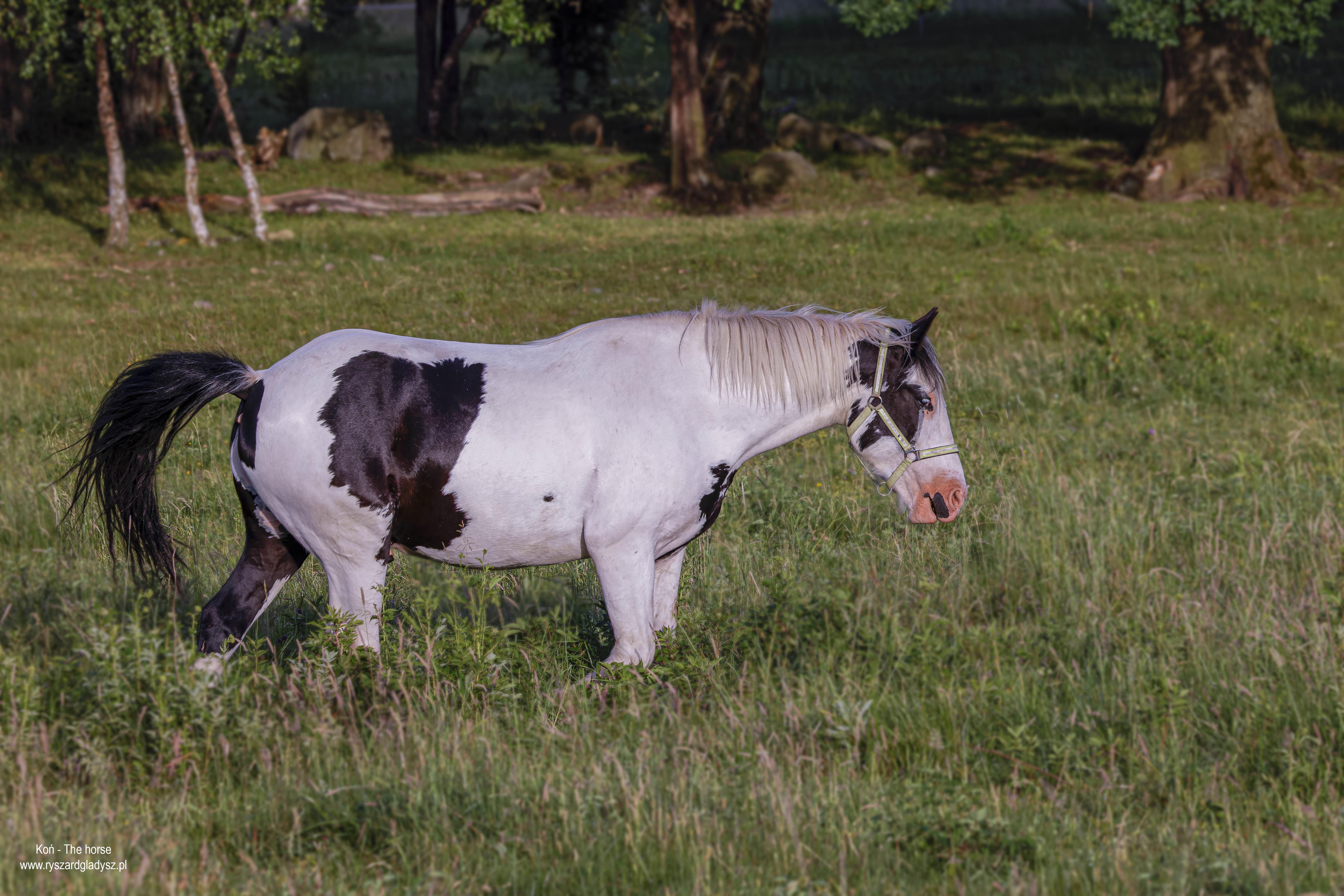 Koń, Equus caballus, Horse, Das Hauspferd, Лошадь