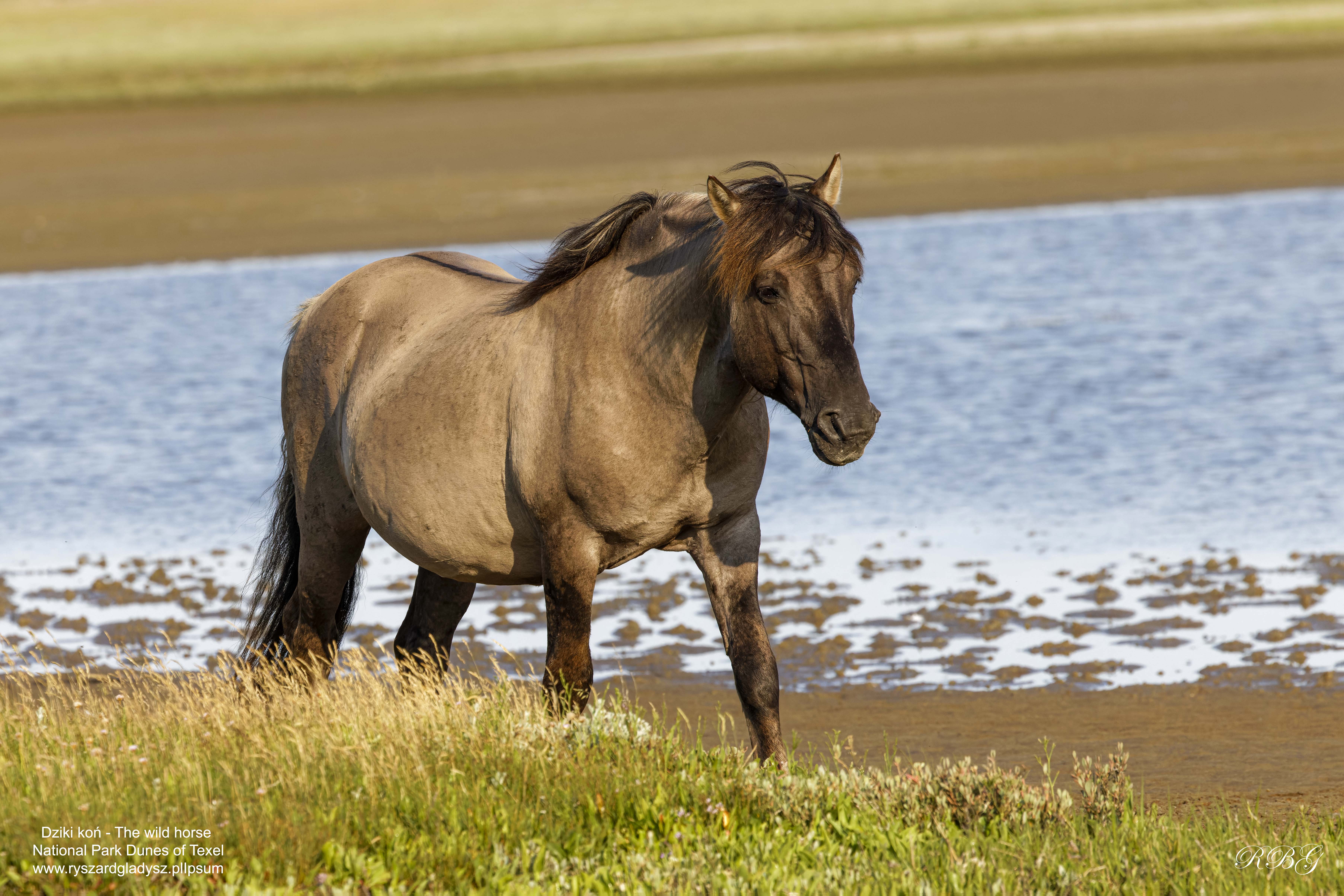 Koń, Equus caballus, Horse, Das Hauspferd, Лошадь