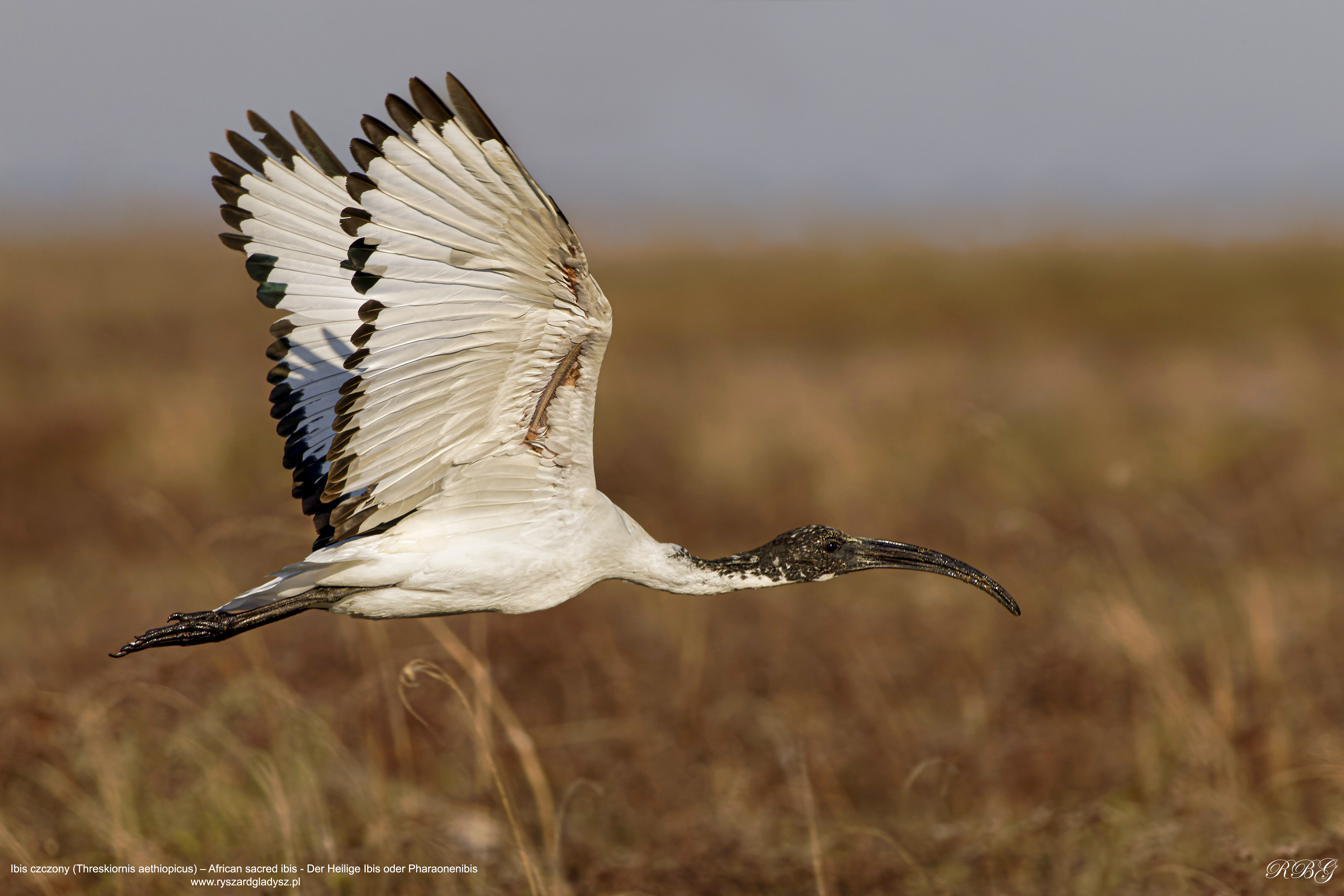 Ibis czczony, Threskiornis aethiopicus, African sacred ibis, Der Heilige Ibis oder Pharaonenibis
