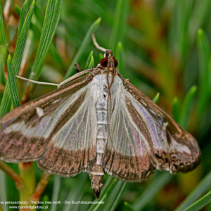 Ćma bukszpanowa, Cydalima perspectalis, The box tree moth, Der Buchsbaumzünsler