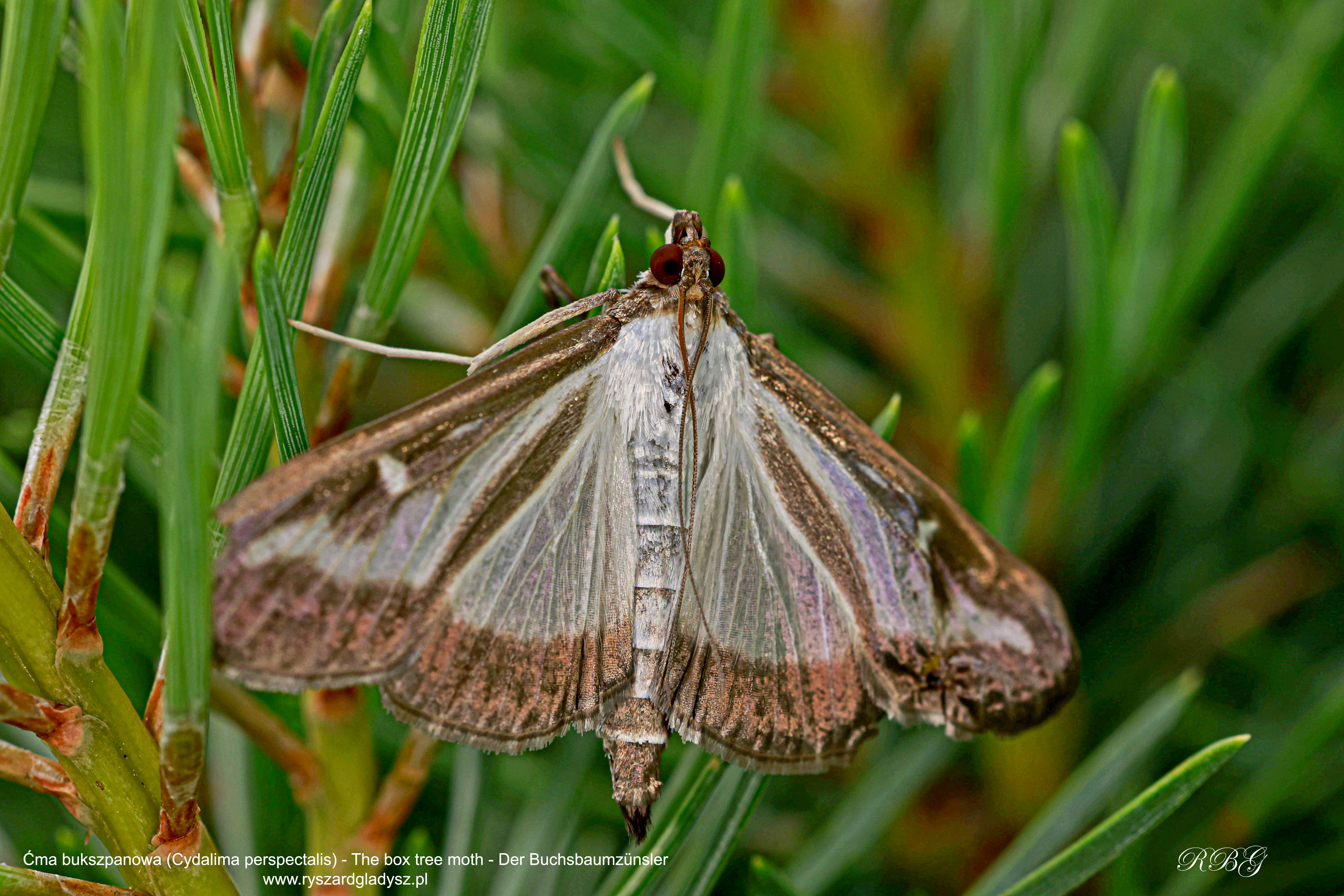 Ćma bukszpanowa, Cydalima perspectalis, The box tree moth, Der Buchsbaumzünsler