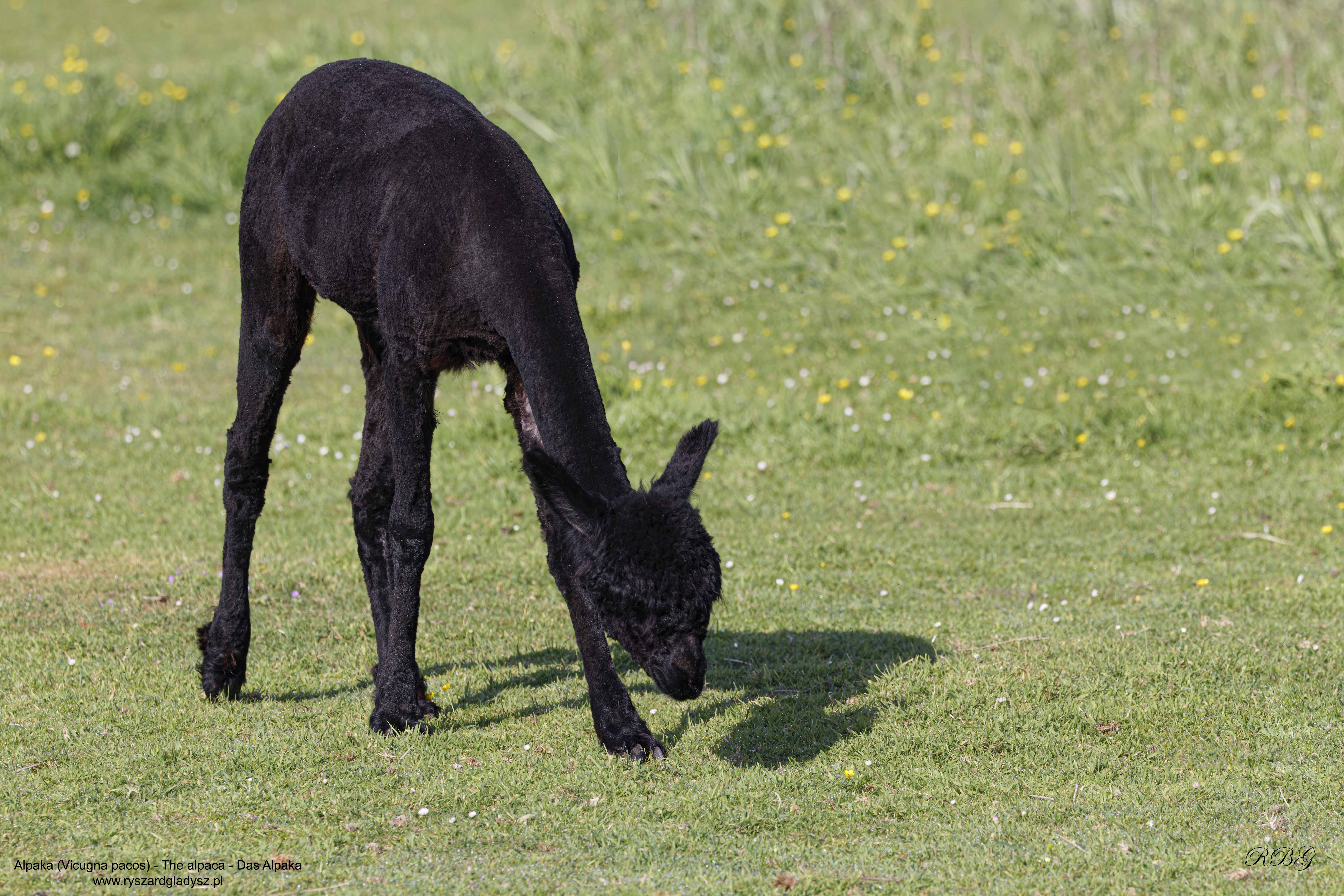 Alpaka, Vicugna pacos, The alpaca, Das Alpaka