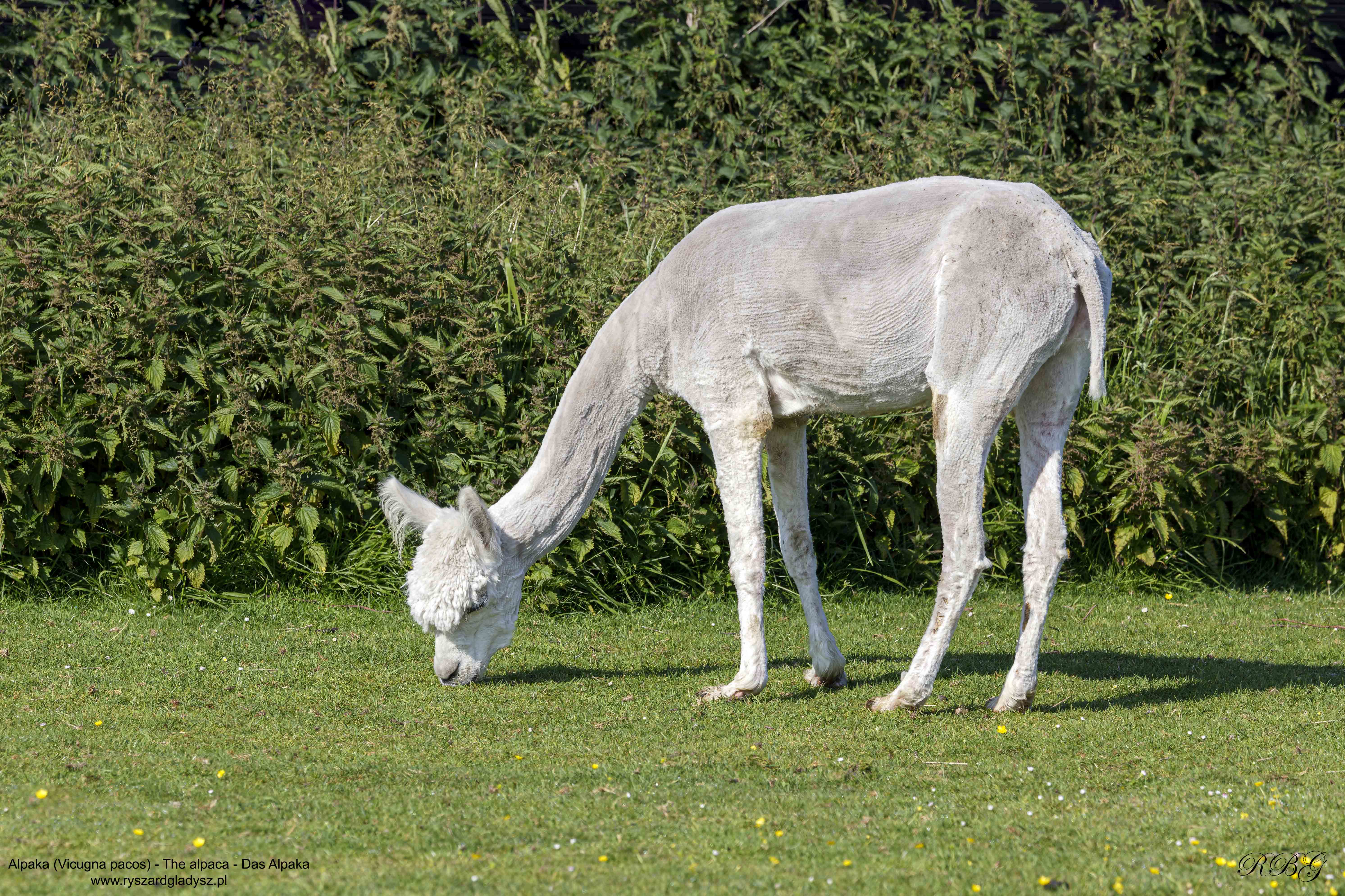 Alpaka, Vicugna pacos, The alpaca, Das Alpaka