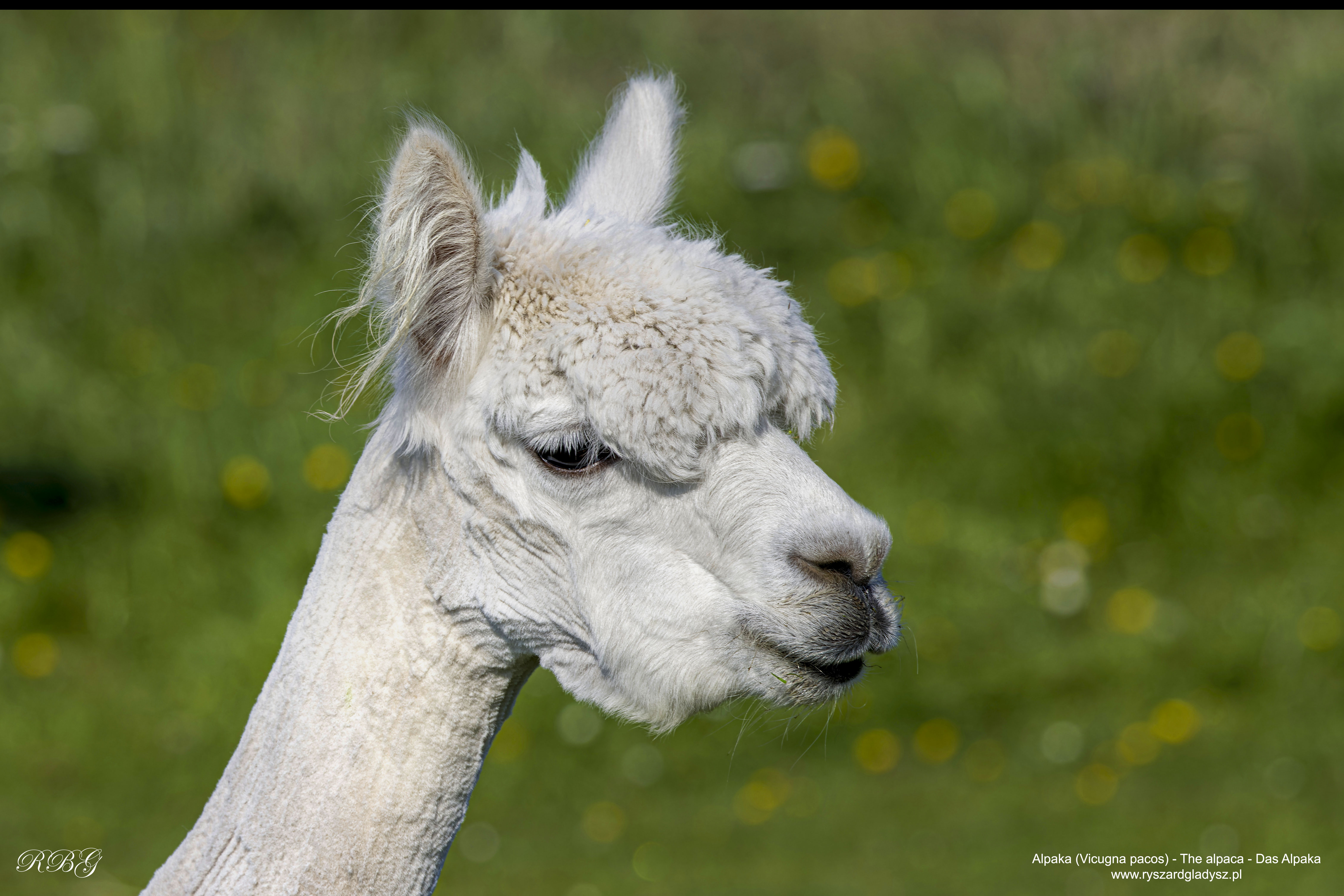 Alpaka, Vicugna pacos, The alpaca, Das Alpaka