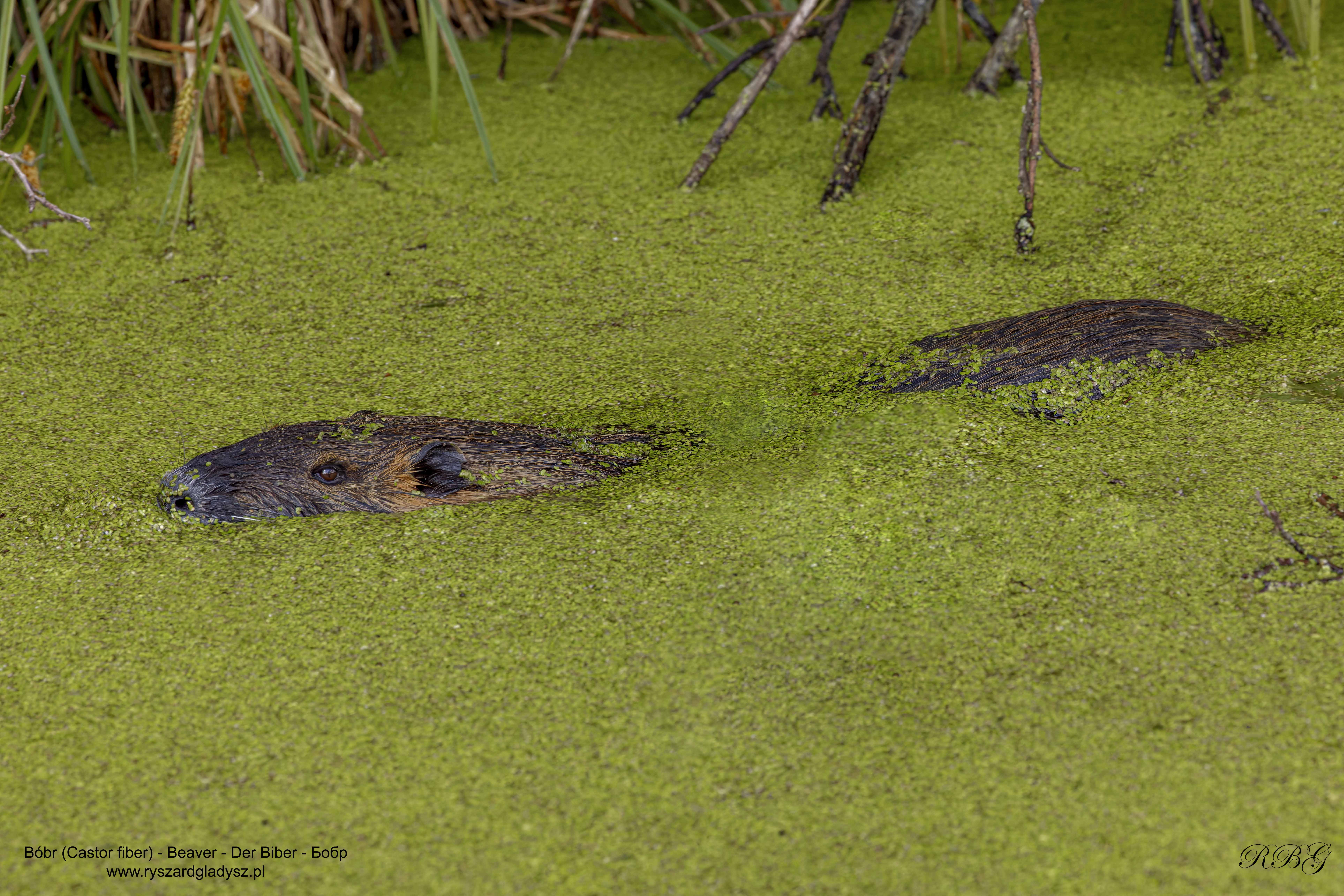 Bóbr, Castor fiber, Beaver, Der Biber, Бобр