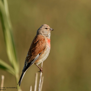 Makolągwa, Linaria cannabina, Linnet, Der Bluthänfling, Коноплянка, Pеполов