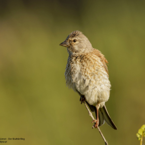 Makolągwa, Linaria cannabina, Linnet, Der Bluthänfling, Коноплянка, Pеполов